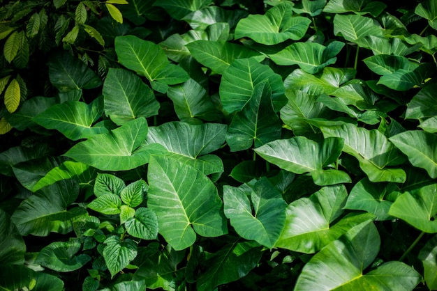 Tropical leaves green background