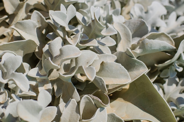 Tropical leaves macro photo, exotic bush close up, nature background