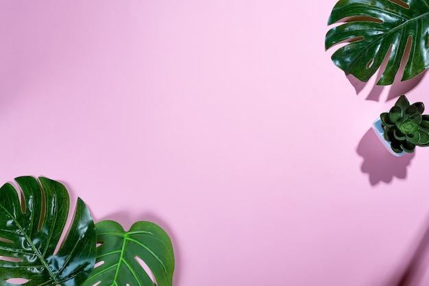 Tropical leaves Monstera and Echeviera on pink soft background 