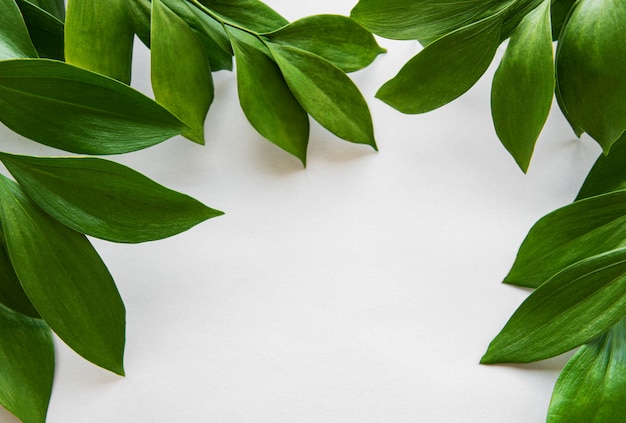 Tropical leaves and monstera leaf