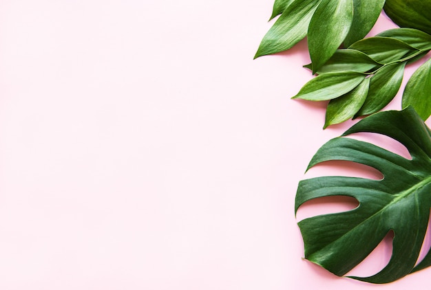 Tropical leaves and monstera leaf