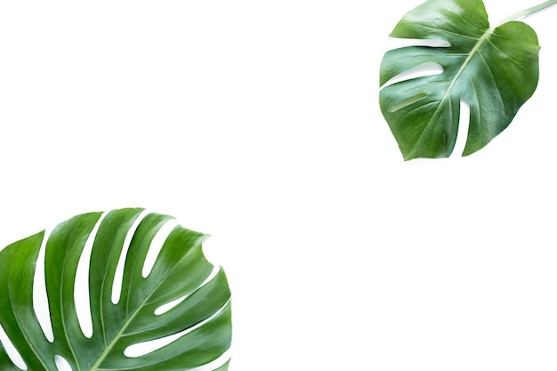 Tropical leaves monstera on white background flat lay top view