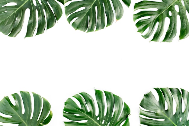 Tropical leaves monstera on white background flat lay top view