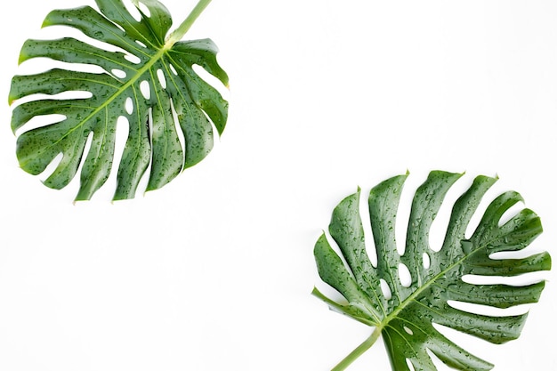 Tropical leaves monstera on white background flat lay top view