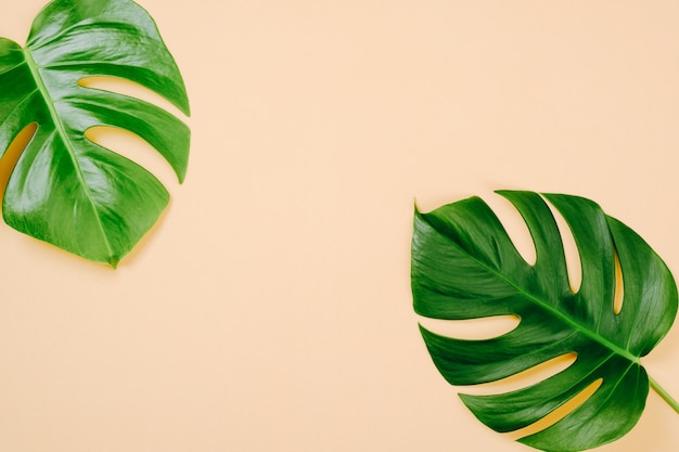 Tropical leaves Monstera on yellow background with space for a text. Flat lay, top view, pastel colors, summer minimal concept