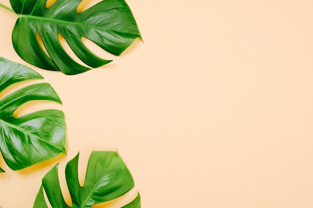 Tropical leaves Monstera on yellow background with space for a text. Flat lay, top view, pastel colors, summer minimal concept