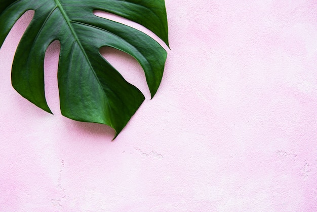 Tropical leaves monstera 