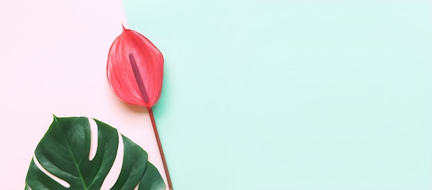 Tropical leaves and red flower of anthurium