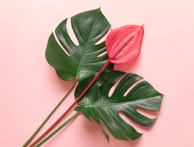 Tropical leaves and red flower of anthurium.