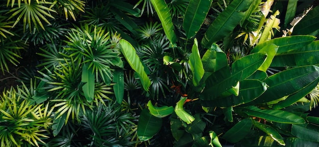 Photo tropical leaves and trees background