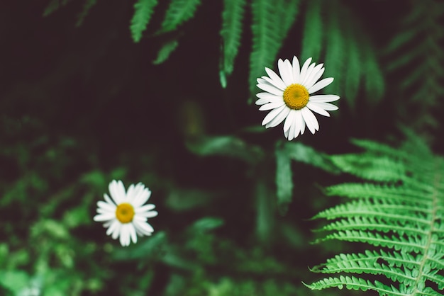 Tropical leaves and white flower, dark floral background