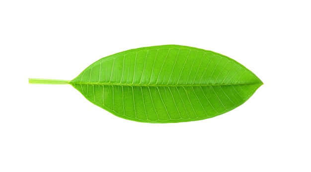 Tropical leaves on white 