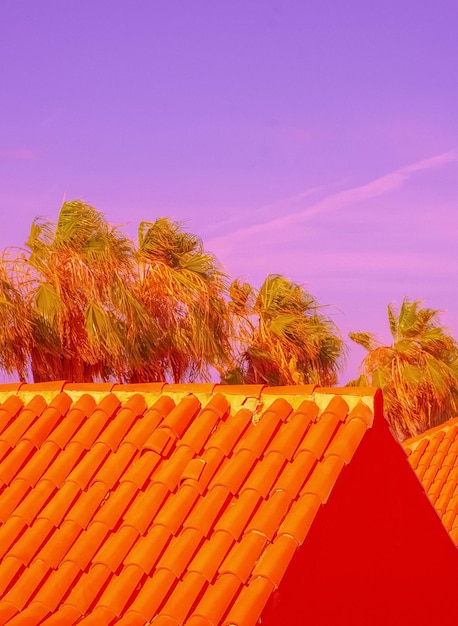 Tropical location Palm and orange house Canary island Stylish Travel vacation wallpaper