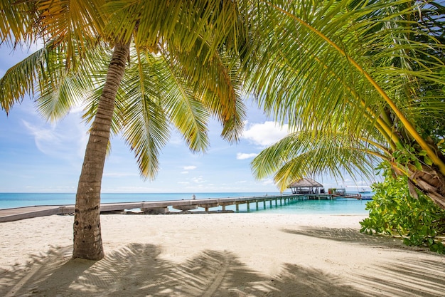 Tropical Maldives island with coconut palm tree, wooden bridge water villa. Exotic travel landscape