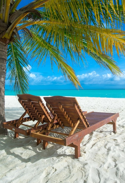 Tropical Maldives island with white sandy beach and sea palm