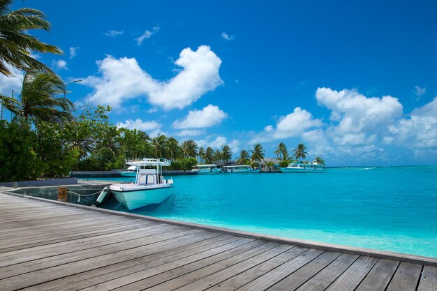 Tropical Maldives island with white sandy beach and sea palm