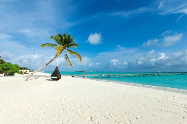 Tropical Maldives island with white sandy beach and sea palm