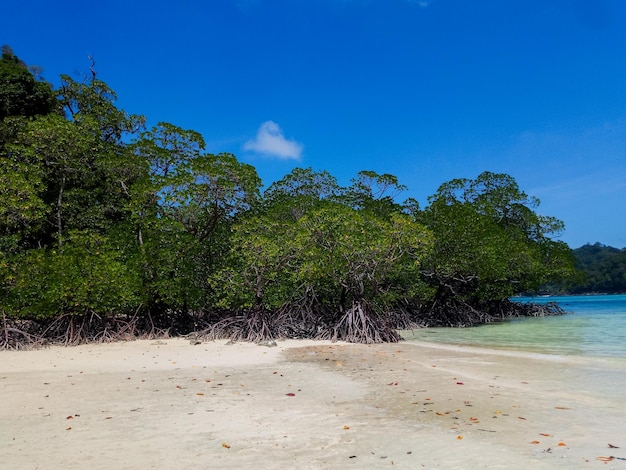 Photo tropical mangrove forest along coastal in surin island phangnga thailand