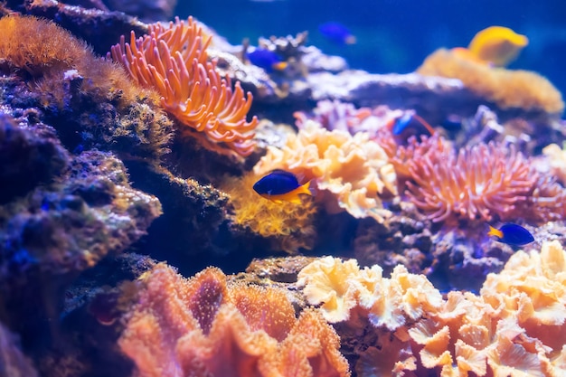 Tropical marine fish on a coral reef