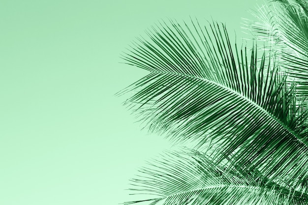 Tropical mint color textured palm leaf background. Trendy color of leaves with space for text.