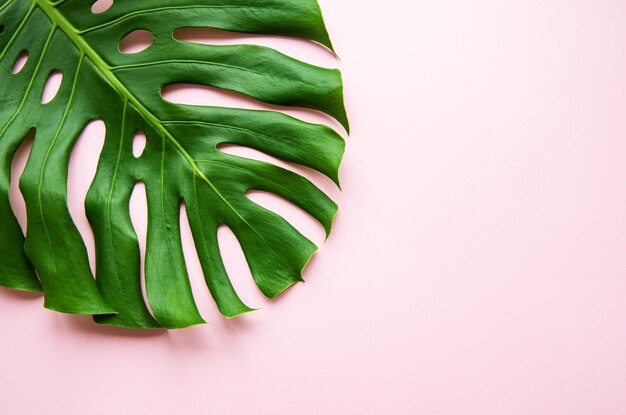 Tropical monstera leaf