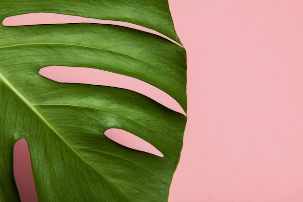 Tropical monstera palm tree leaf on a trendy pastel pink background