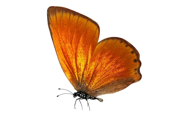 Tropical orange butterfly. isolated on white background