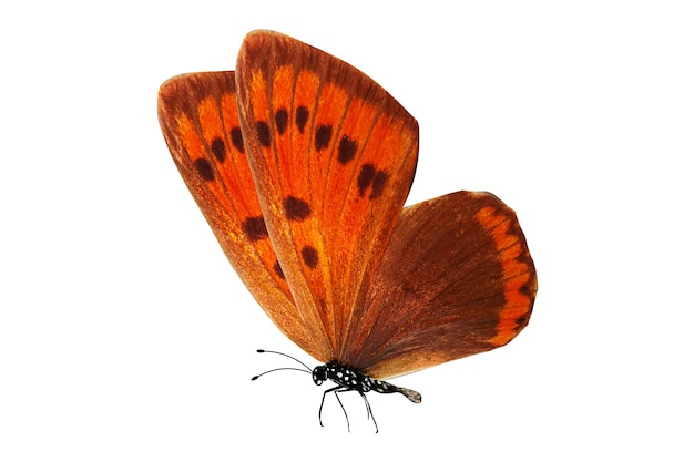 Tropical orange butterfly. isolated on white background