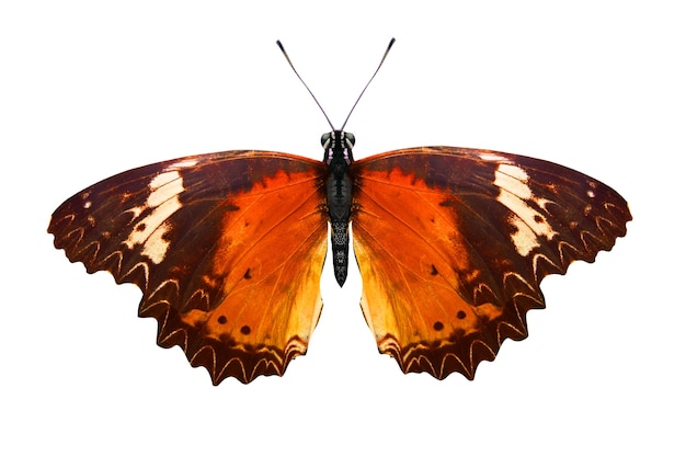 Tropical orange butterfly isolated on white