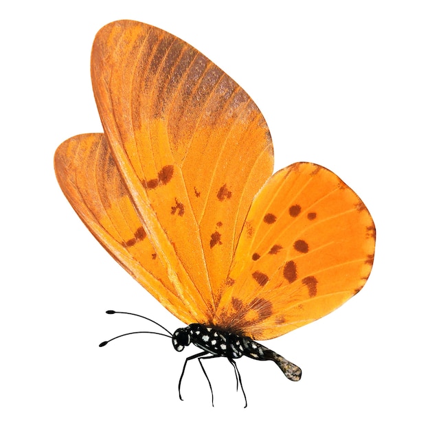 Tropical orange butterfly isolated on white