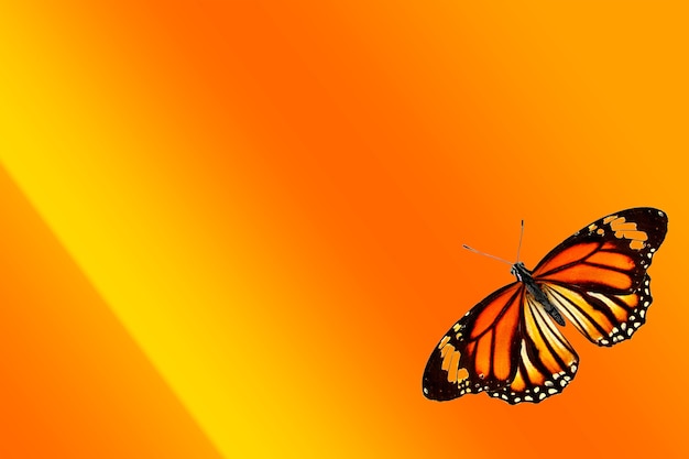 Tropical orange butterfly on orange-yellow gradient background