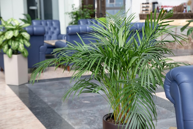 Tropical palm in interior of hall blue leather comfortable armchair and palm aside in hall interiorDecorative Areca palm under natural light green natural houseplant in flower pot