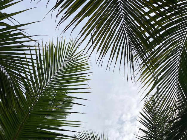 tropical palm leaf background closeup coconut palm trees perspective view