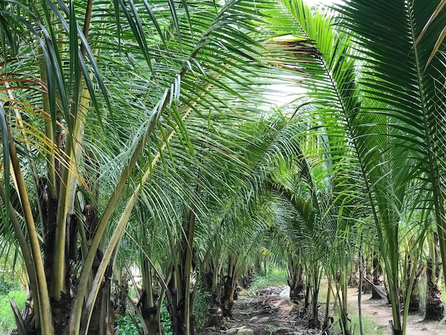 tropical palm leaf background closeup coconut palm trees