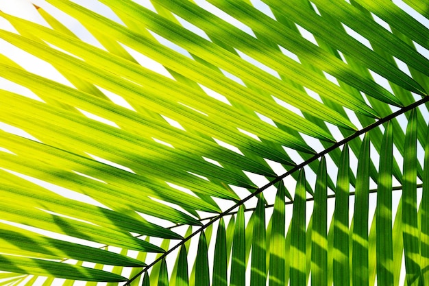 tropical palm leaf, green nature background