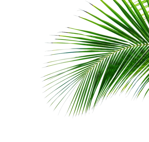 Tropical palm leaf isolated on white background