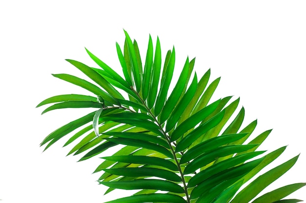 tropical palm leaf isolated on white background