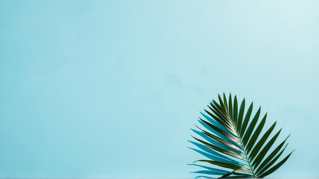 Tropical palm leaf shadow on blue background