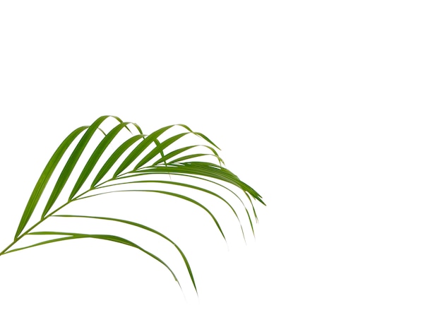 Tropical palm leaf on white background