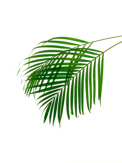 Tropical palm leaf on white background