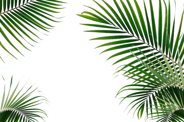 Tropical Palm Leaf On White Background