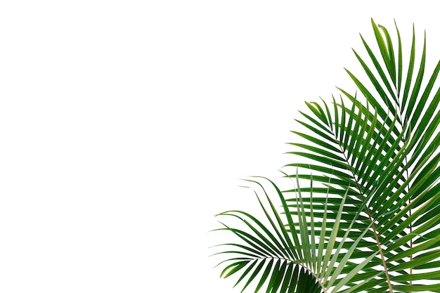 Tropical Palm Leaf On White Background