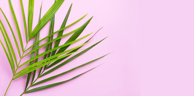 Tropical palm leave on pink surface