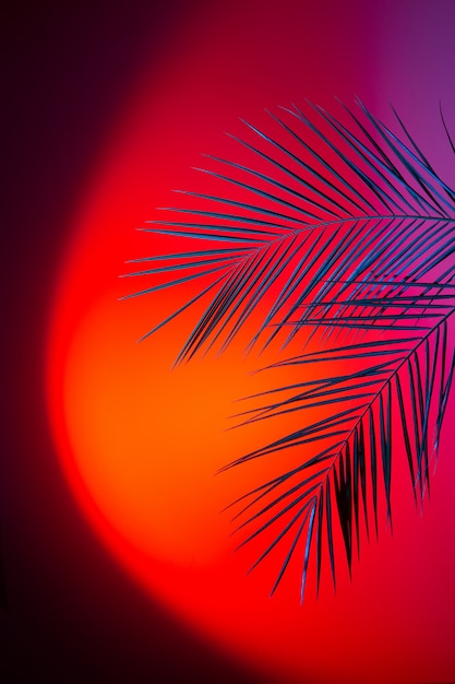 tropical palm leaves lit with neon light