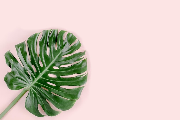 Tropical palm leaves monstera on pink background flat lay top view minimal concept