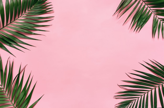 Tropical palm leaves on pastel pink background