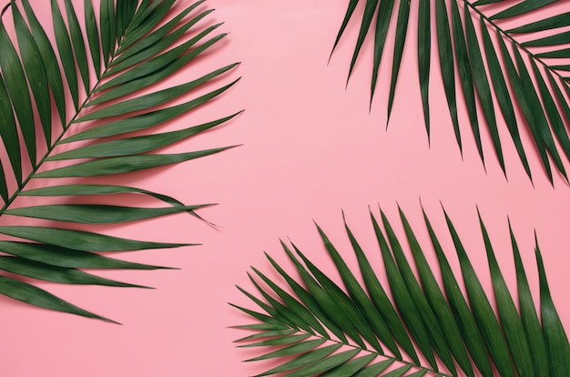 Tropical palm leaves on pastel pink background