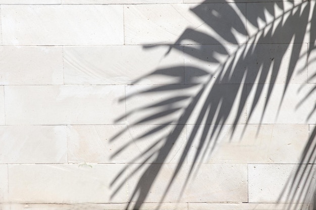 Tropical palm leaves shadows on white wall textured background