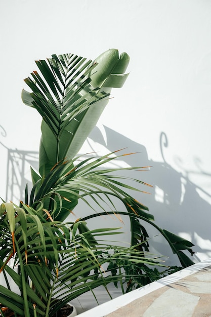 Tropical palm leaves texture in yard background