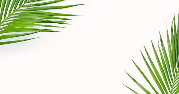 Tropical palm leaves on white surface. background concept